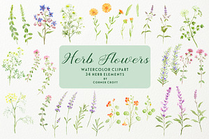 Watercolor Herb Flower Clipart