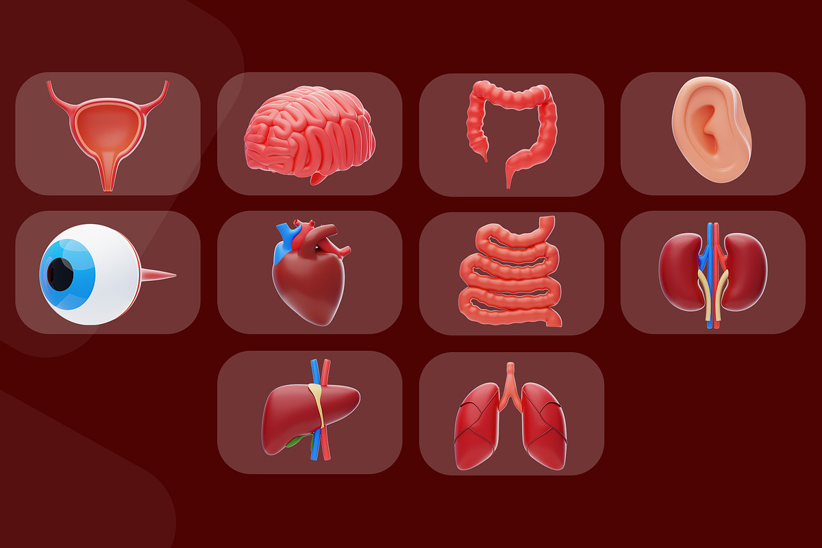 Human Organ Icon Pack, an Object 3D Model by novia99design (Photo 7 of 8)