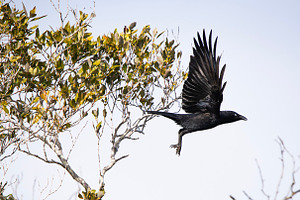 Torresian Crow