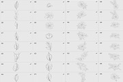 Procreate flower stamp, peony brush, a Brush Add-On by AnnaPolitmerskaja (Thumbnail 4 of 5)