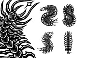 Centipede poisonous | Tattoo designs, an Animal Illustration by Design by sebrodbrick (Thumbnail 1 of 3)