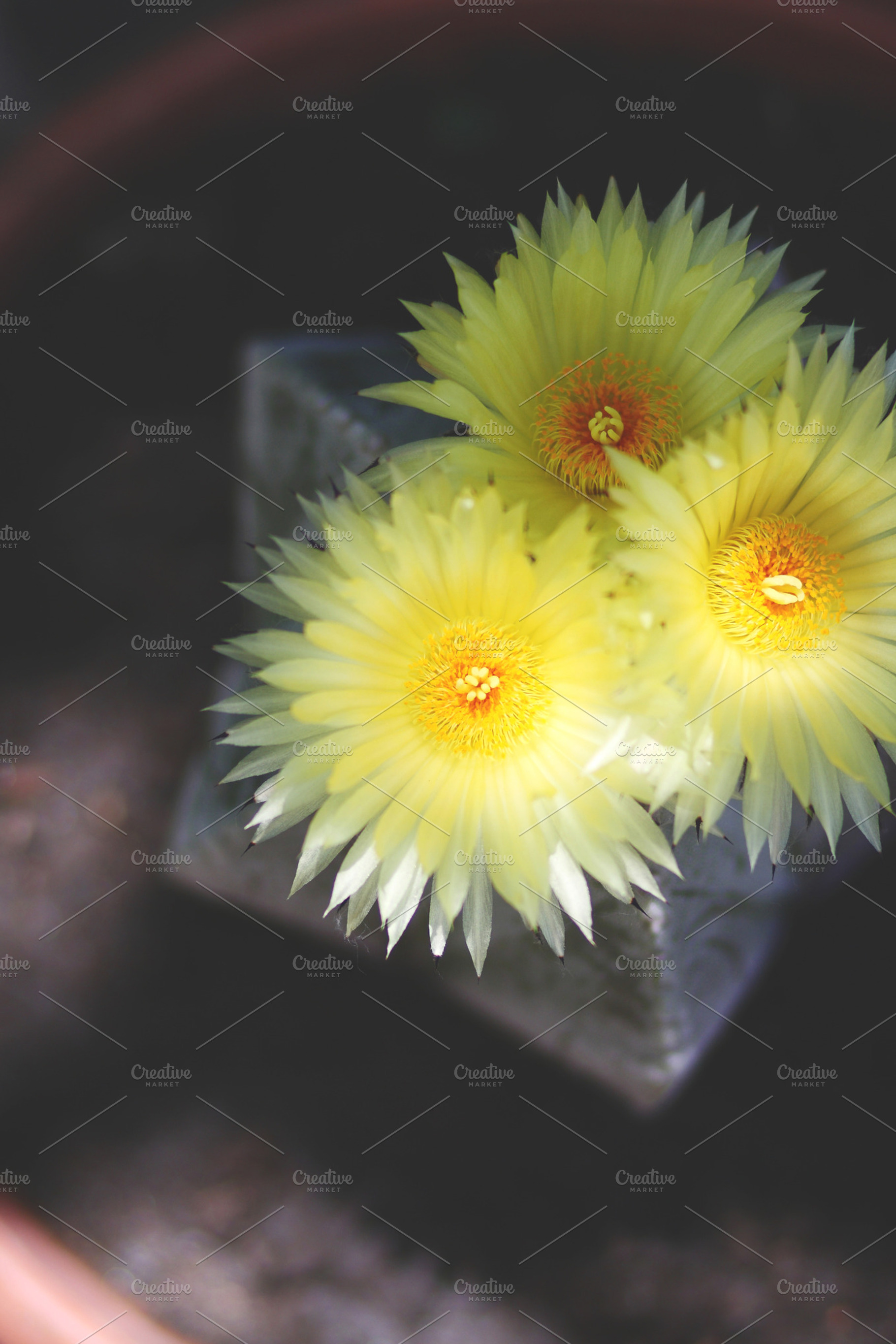 Astrophytum flowers featuring blossom, bokeh, and plant, a Nature Photo by Maria Dattola Photography