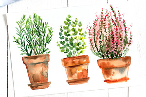 Watercolor Herbs And Flowers In Pots