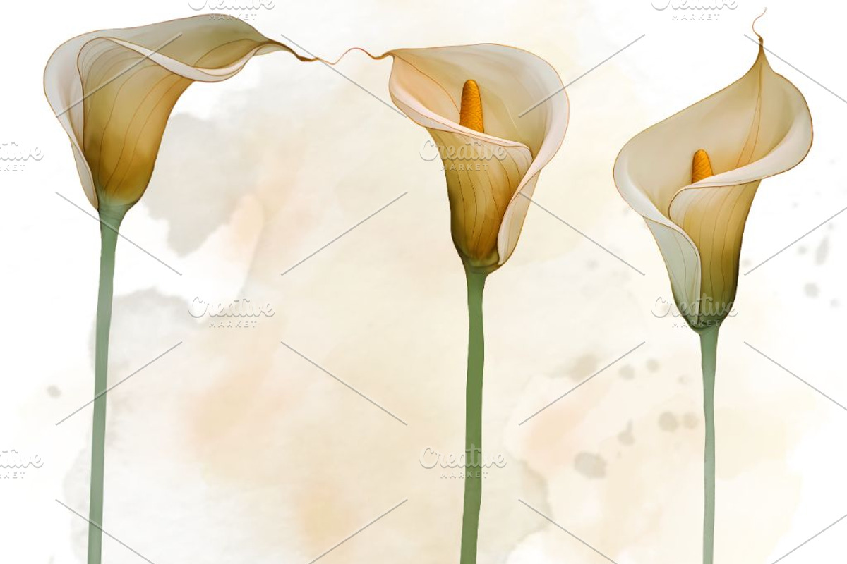 Calla Lily Watercolor Clipart Set, a Decorative Illustration by Floraphoria (Photo 4 of 10)