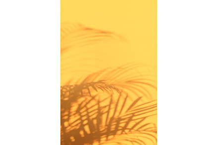 Shadows of tropical palm leaves on