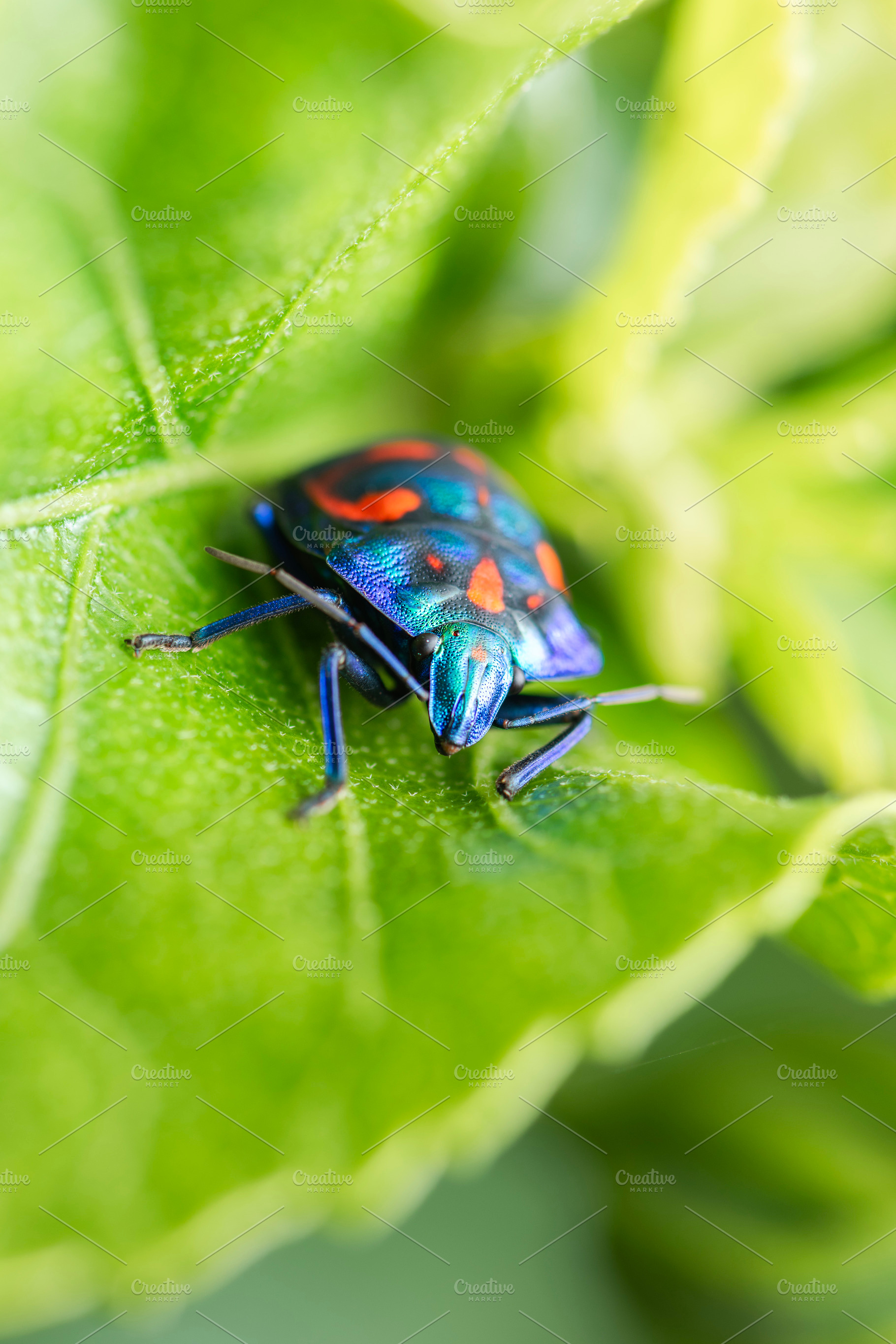 Male Hibiscus Harlequin Bug, an Animal Photo by Rob D Animal Photography