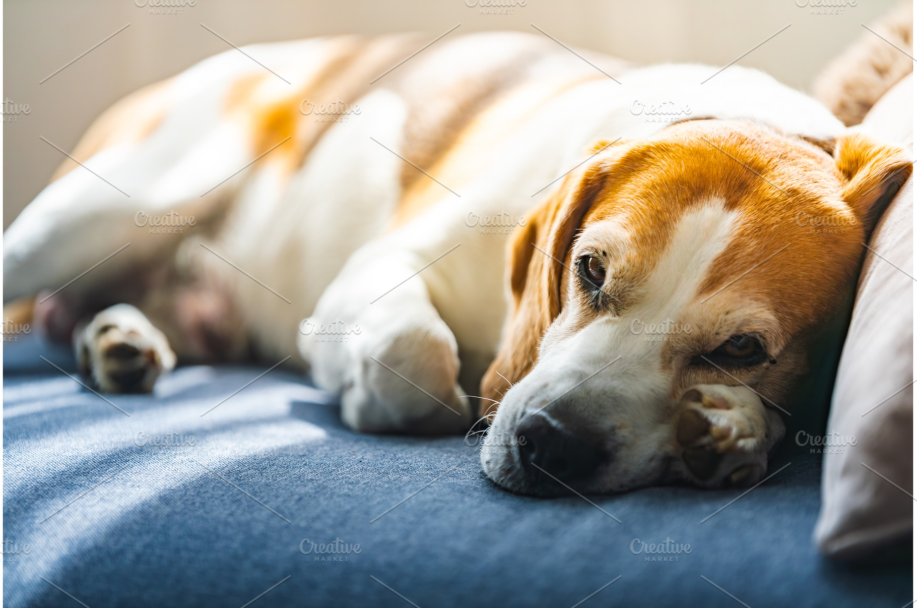 A Beagle dog is comfortably laying, an Animal Photo by MadPhotos