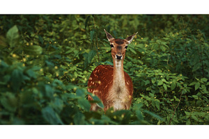 Alert Deer Gazing Intently Through, an Animal Photo by Our Amazing World