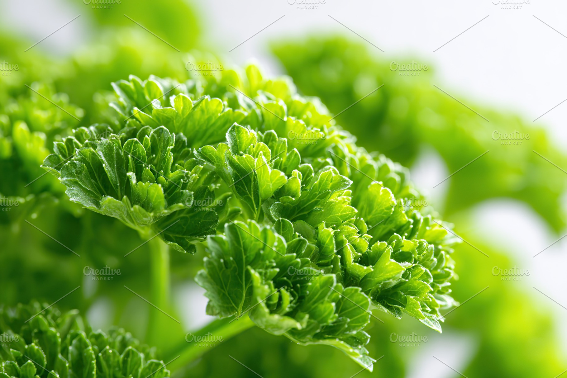 Macro shot showcasing the intricate details of curly parsley leaves in vibrant, a Food & Drink Photo by AlyaAnd