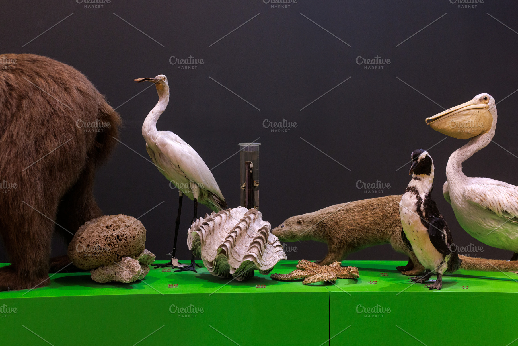 Stuffed animals Civic Museum of Natural History of Trieste, an Animal Photo by Bepslabor