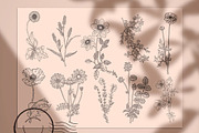 Botanical Clip Art Wild Flowers PNG, an Illustration by MakeMyPlaceDesign (Thumbnail 3 of 3)