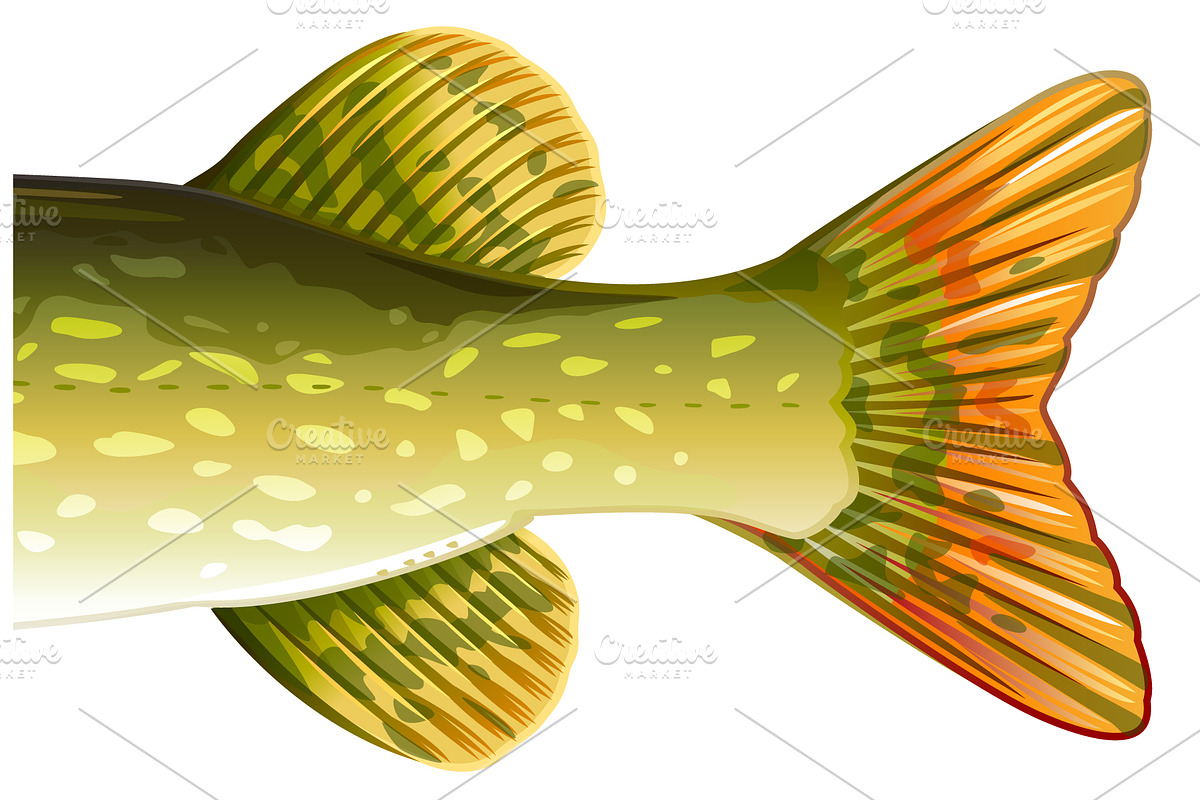 Pike fish, an Animal Illustration by Oceloti (Photo 3 of 3)