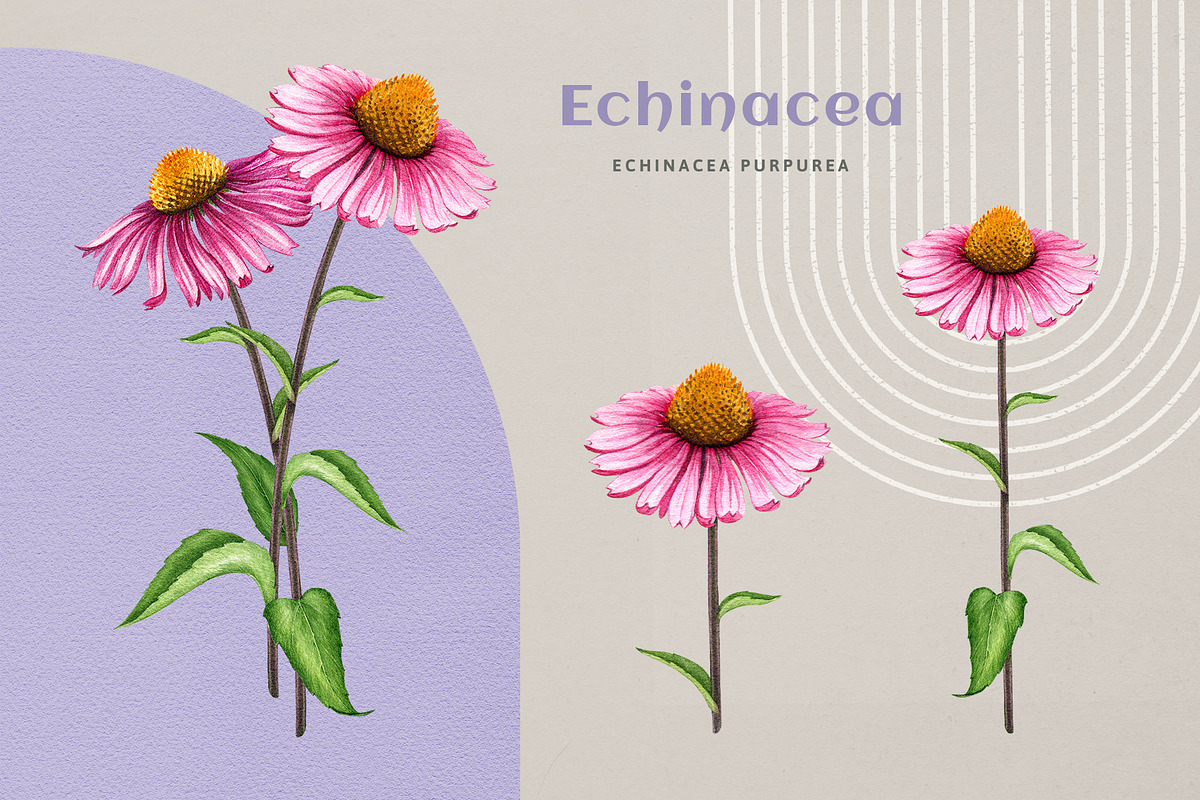 Adaptogenic Medicinal Plant Clipart, a Healthcare Illustration by AnitaPol (Photo 14 of 24)