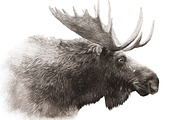 Moose Wildlife Illustration, an Illustration by Digital Art Downloads (Thumbnail 2 of 2)