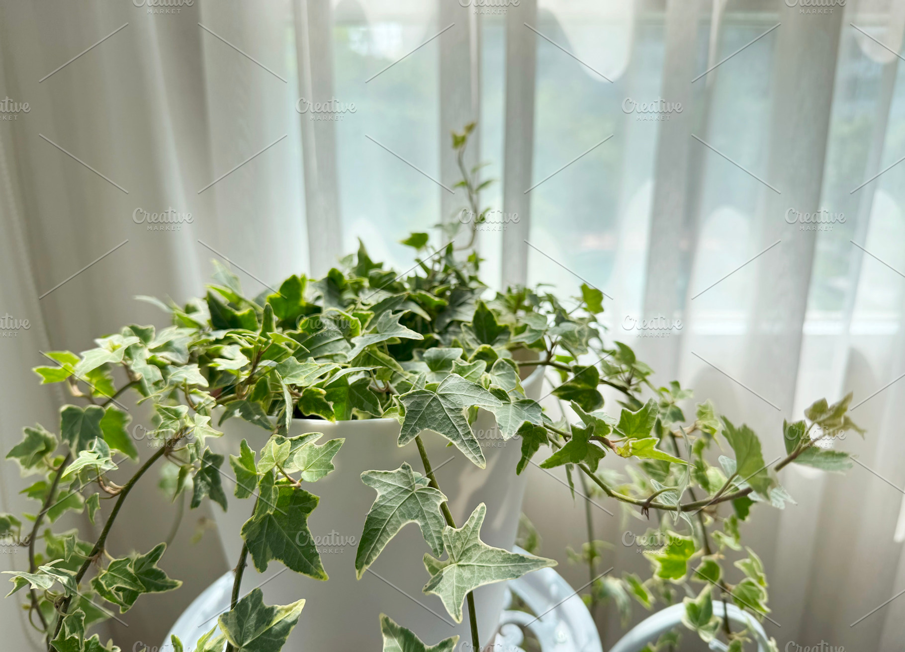 English ivy variegated in the white, a Nature Photo by ArtBackground