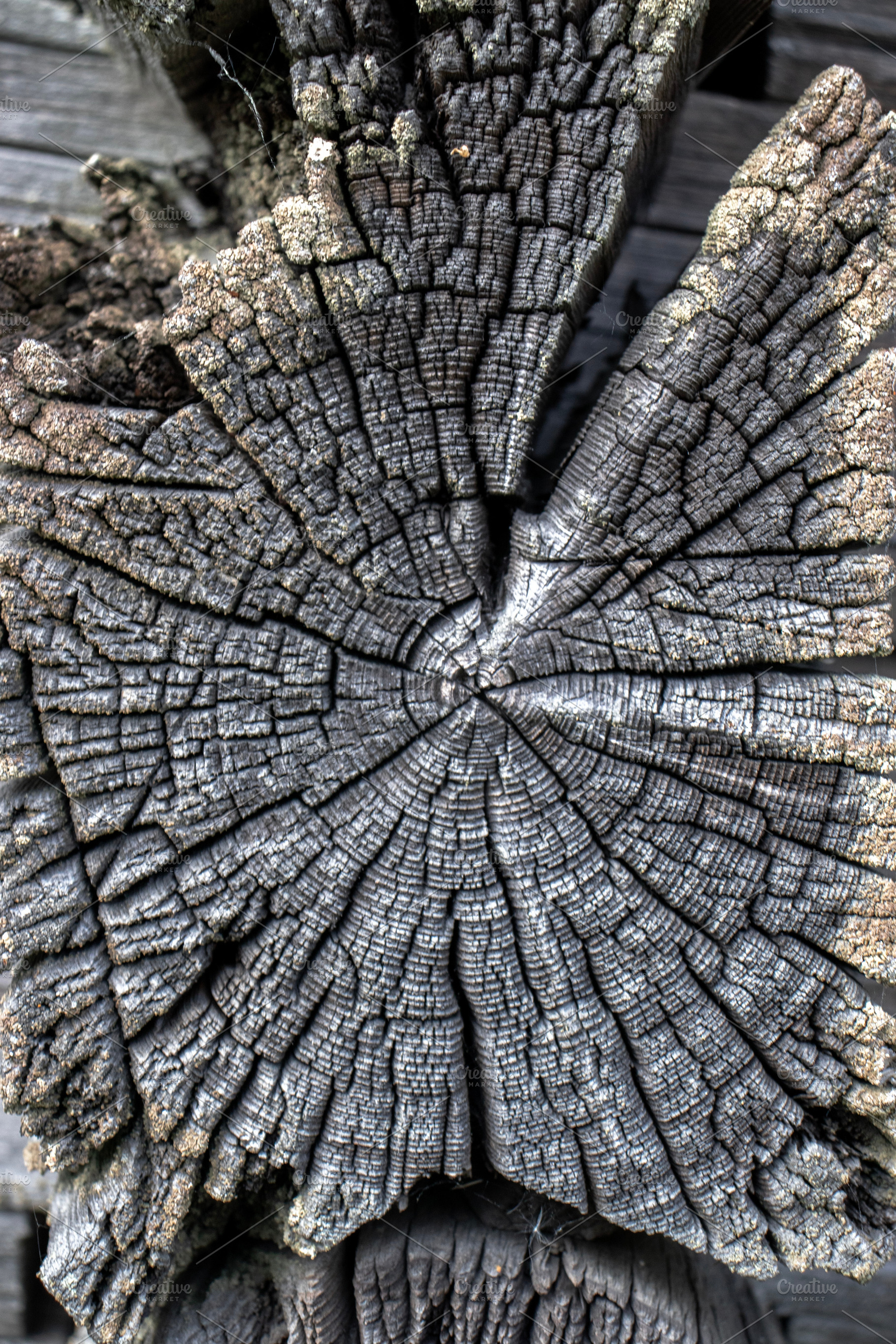 Close-up of a weathered tree trunk, an Abstract Photo by Schreibikus