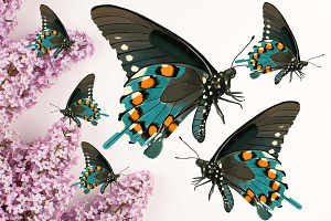 6 Beautiful Butterfly Illustrations