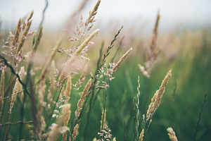 Grassy stock photo containing maui and hawaii