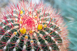 Blooming Ferocactus pilosus,, a Nature Photo by Imaginarium