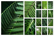 Tropical Plants Photos Bundle, a Nature Photo by eezo (Thumbnail 2 of 6)