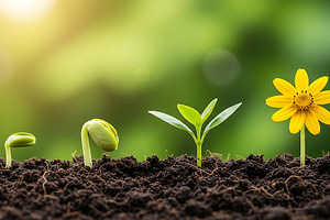 Four stages of plant growth from see, a Nature Photo by Artonix