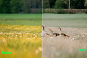Summer Photoshop Actions 290 Bundle, an Action Add-On by ARTNEST (Thumbnail 3 of 12)