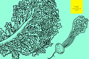 Fruit & Veg - Hand Drawn Vectors, a Food Illustration by STUDIO PAF (Thumbnail 7 of 8)