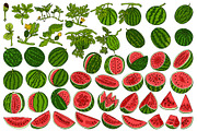 Hand drawn Watermelon, a Food Illustration by Elena Mykhailenko (Thumbnail 3 of 4)