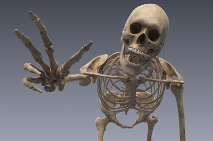 Human skeleton rigged, a Characters & Person 3D Model by konstantin.ermolaev