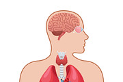 Human anatomy diagram, a Healthcare Illustration by Yayasya (Thumbnail 3 of 3)