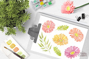 Watercolor set of gerbera flowers, a Decorative Illustration by BrushArtDesigns (Thumbnail 2 of 9)