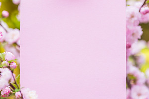 Paper blank between flowering almond, a Nature Photo by Volff