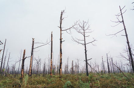 Dried trees in the winter at Mysterious forest with a view of fo, a Nature Photo by Casanowe-studio