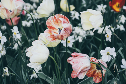 Red and white tulip flowers