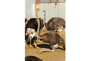 Ostriches gather in a dusty farmyard, an Animal Photo by darksoul72