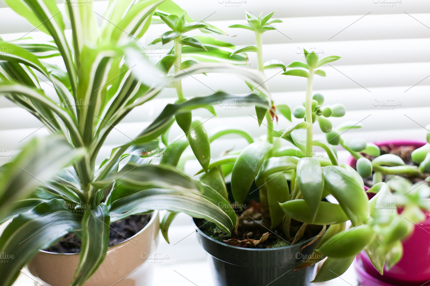 Growth featuring plant, plants, and succulent, a Nature Photo by lauracola