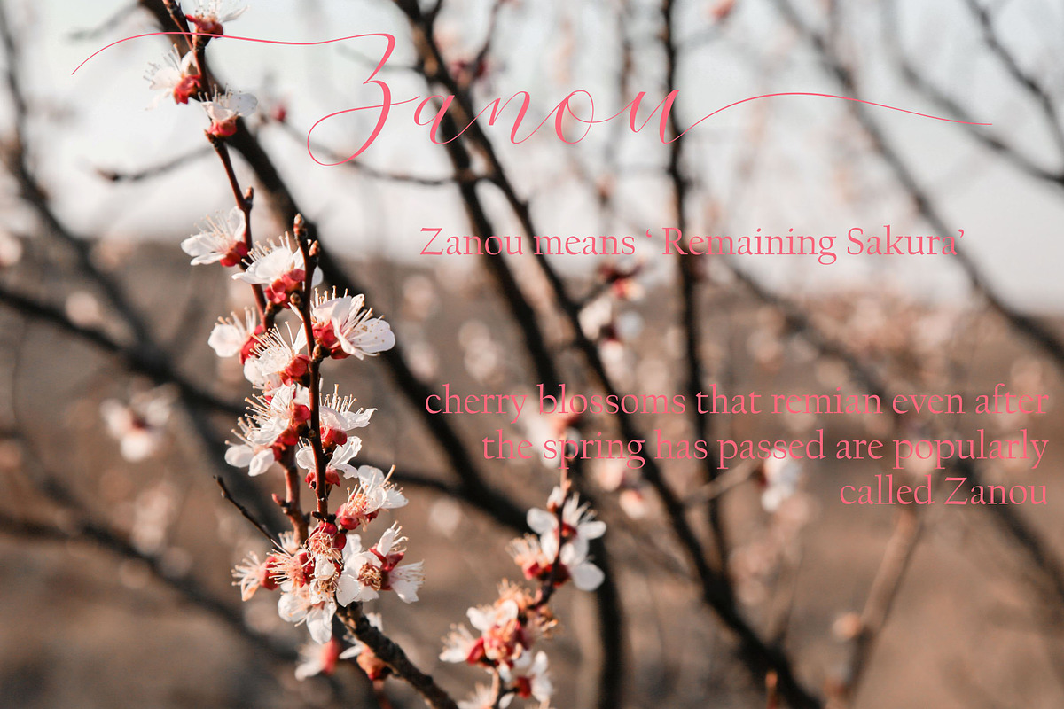 Cherry Blossom, a Script Font by Funtype (Photo 6 of 9)