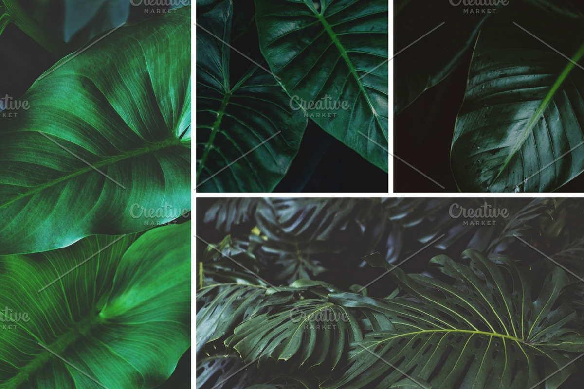 Tropical Leaves Bundle, a Nature Photo by René Jordaan Photography (Photo 5 of 6)