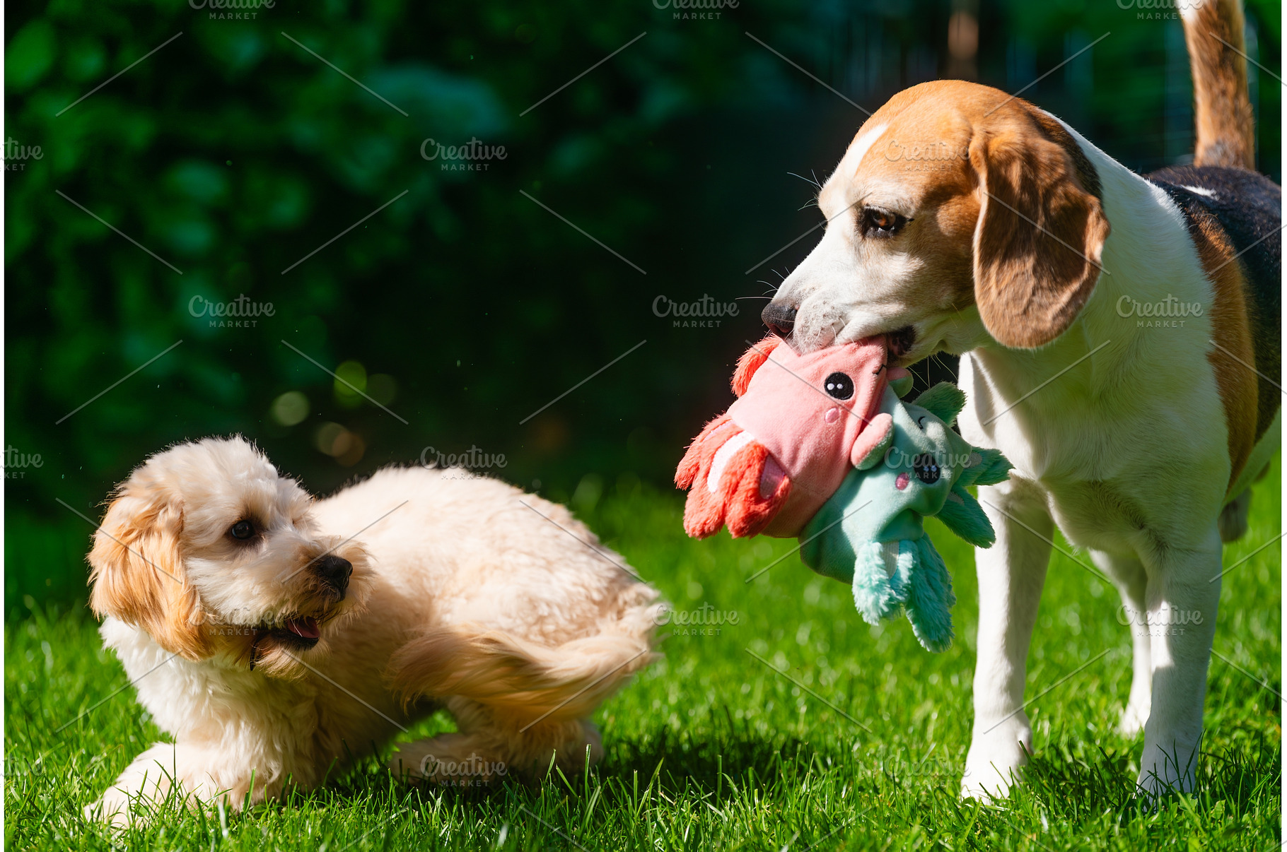 Beagle Holds Plush Toy While, an Animal Photo by MadPhotos