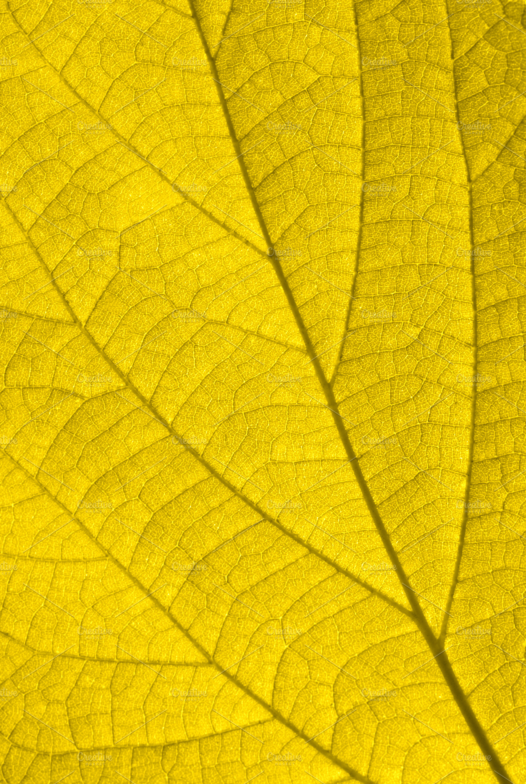 Golden Autumn Leaf