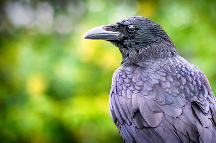 The Carrion Crow