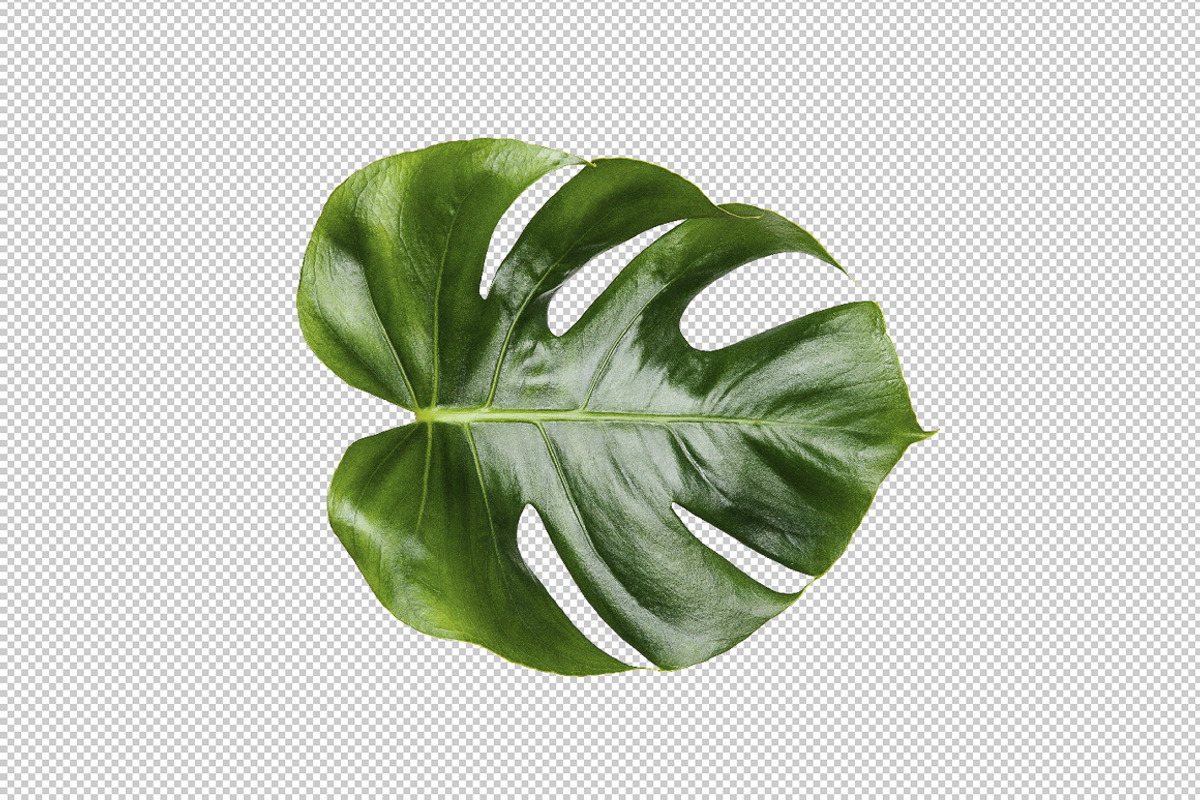 Printable Art - Monstera leaf, a Print Template by JustLikeMyDesktop (Photo 1 of 2)