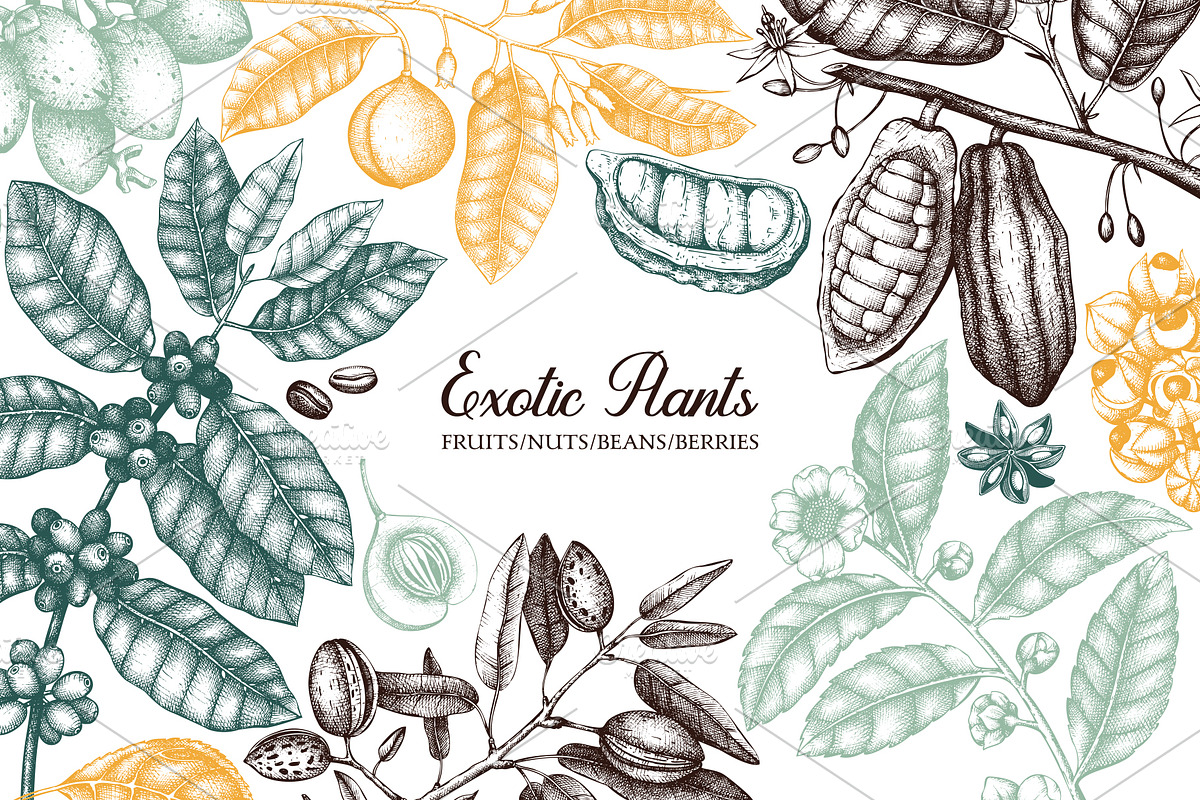 Exotic plant and fruit sketches set, a Food Illustration by Yevheniia (Photo 1 of 11)