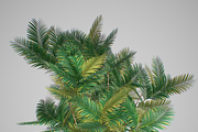 Pinanga coronata, an Environmental 3D Model by AndrewWhite (Thumbnail 18 of 25)