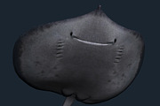 3DRT - Sealife - Stingray, an Animal 3D Model by 3DRT.com (Thumbnail 2 of 3)