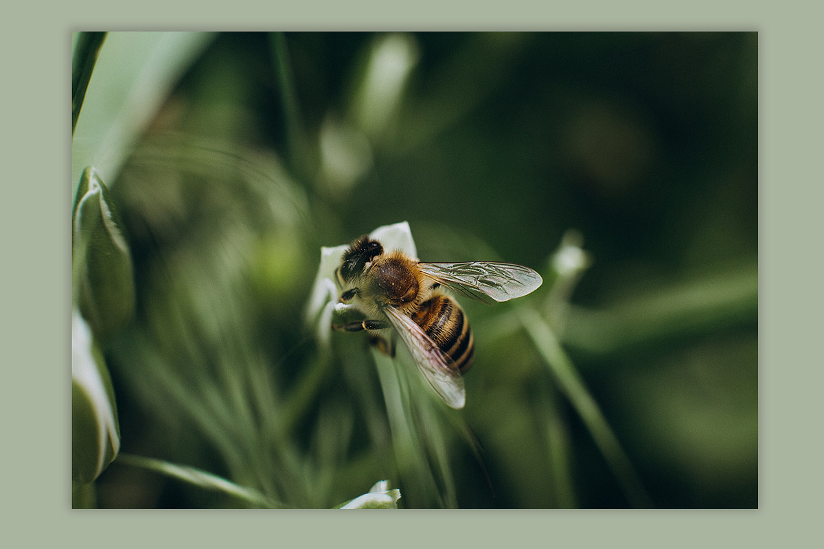 Spring macro collection, a Nature Photo by akovtun (Photo 6 of 7)