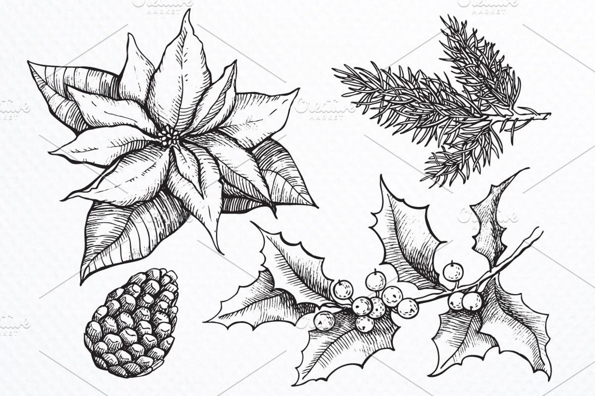 Hand Drawn Christmas Plants., a Decorative Illustration by Epine (Photo 2 of 3)