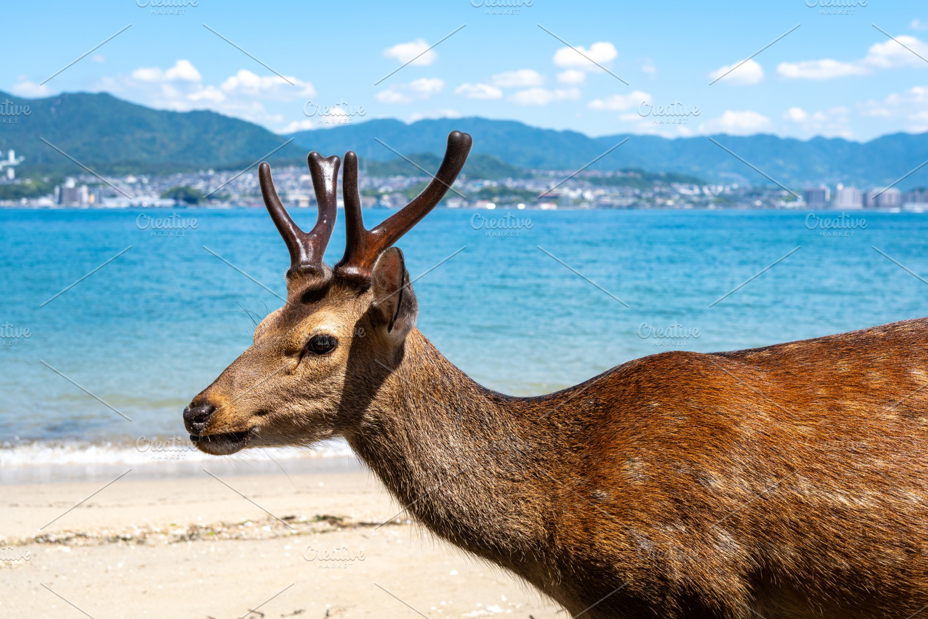 Wild deer by the bay of Miyajima Island, Japan, an Animal Photo by GoodGoods