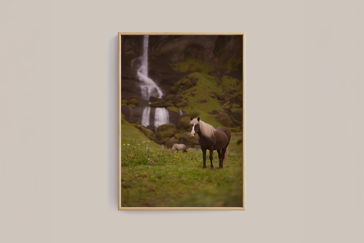 A horse with a view, an Animal Photo by 1995prints (Photo 3 of 4)