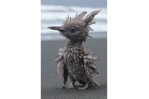 A brown fluffy chick of the King, an Animal Photo by ZinetroN